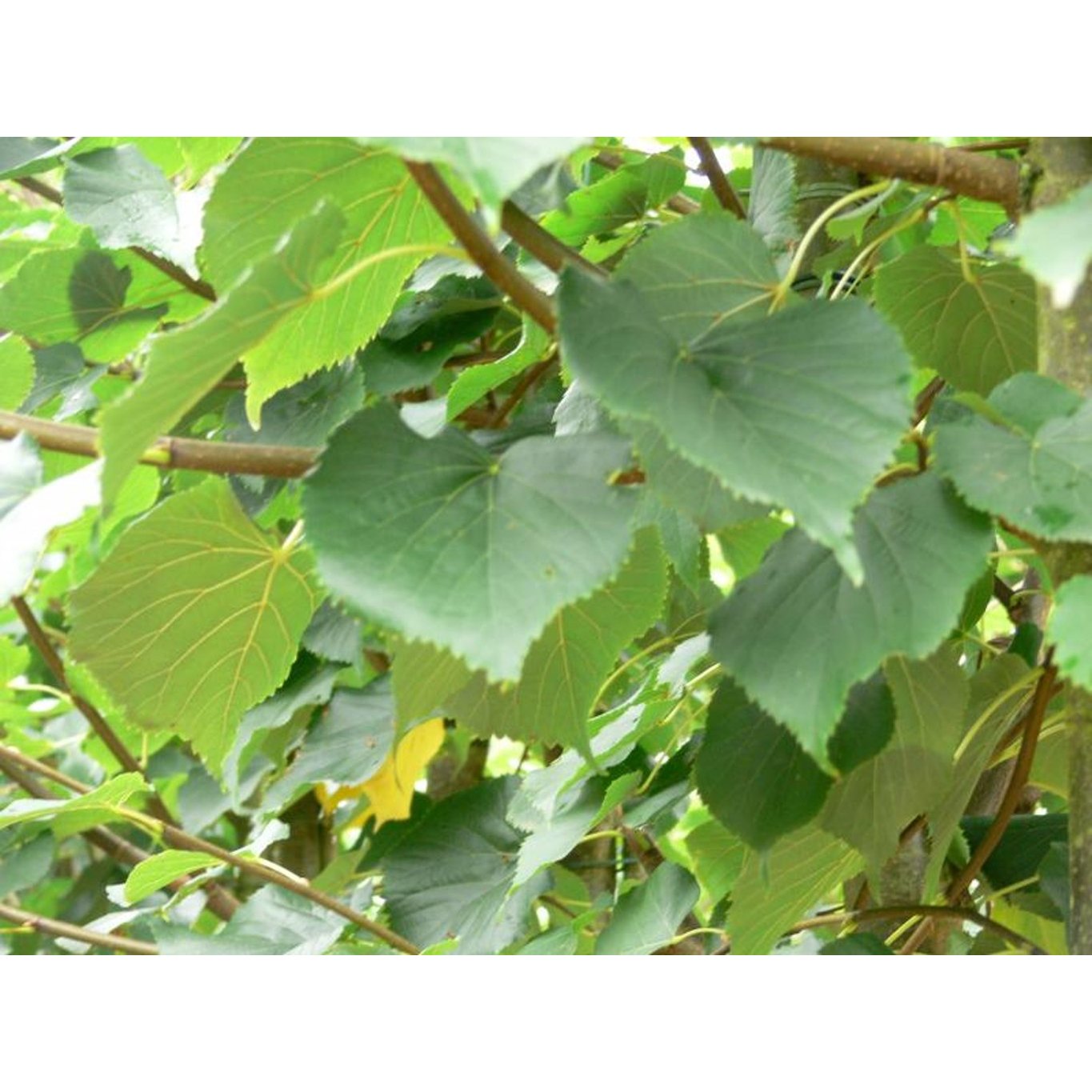 Skogslind – Tilia cordata 'Roelvo' - C35 8/10 HO/ST